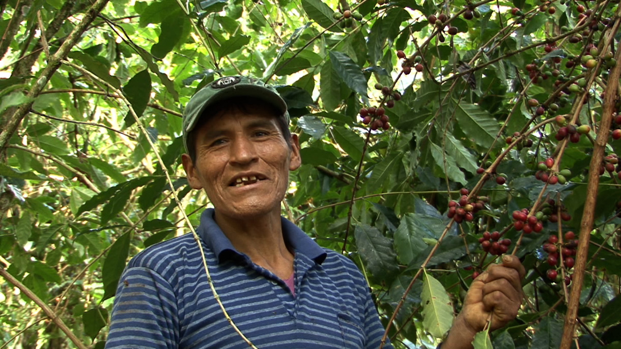 Agenda_ Mardi Cinéma_Une feuille de coca dans les caféiers